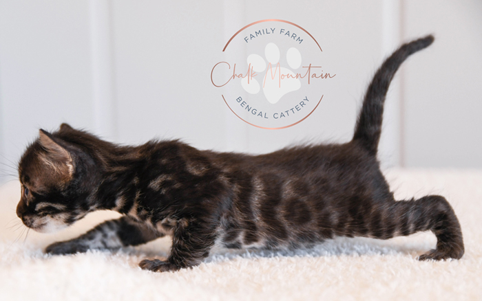 Bengal kitten for sale